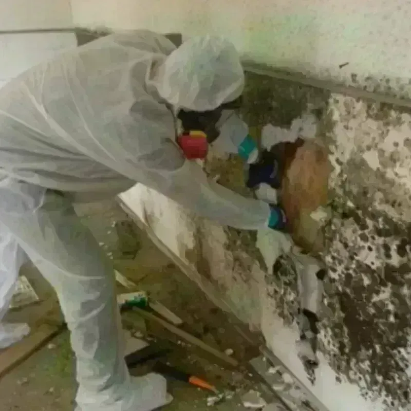 Mold Remediation and Removal in Beverly, OH